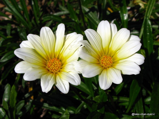 ガザニアの花 れお君と庭の花 Fromたけちゃんマン