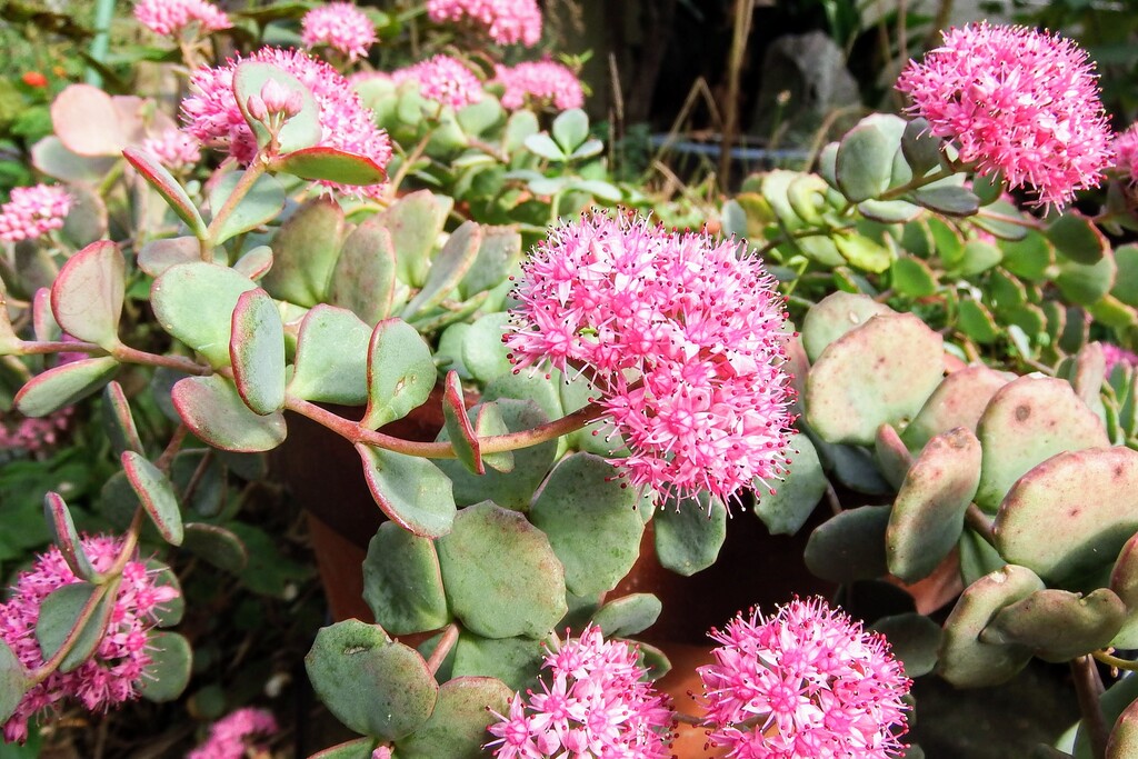 我が家のミセバヤの花です れお君と庭の花 Fromたけちゃんマン