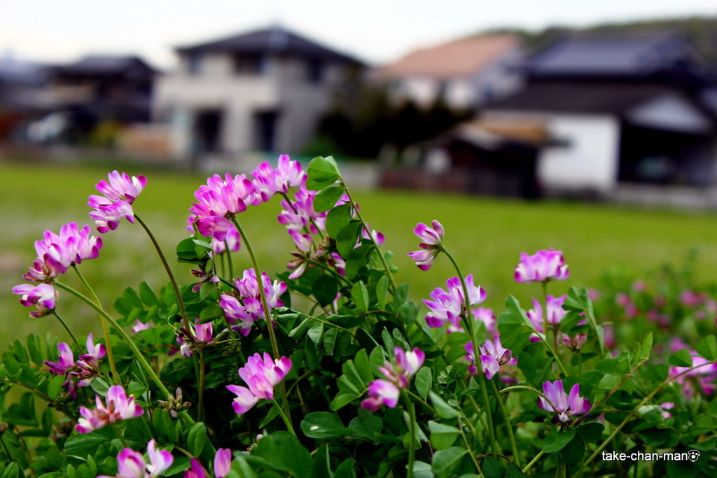 畦道に蓮華草が咲いていました れお君と庭の花 Fromたけちゃんマン