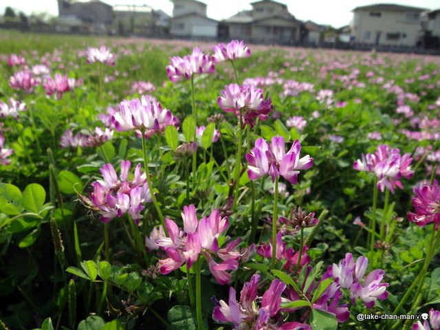 蓮華草が咲いています れお君と庭の花 Fromたけちゃんマン 蓮華草が咲いています れお君と庭の花 Fromたけちゃんマン