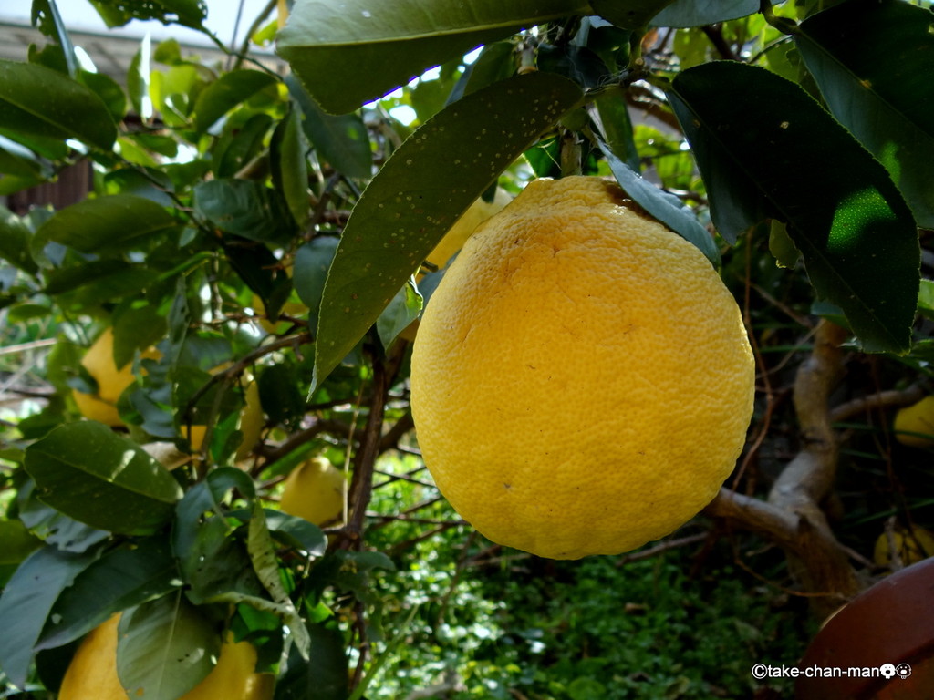 ソフトボールより大きなジャンボレモンです れお君と庭の花 Fromたけちゃんマン