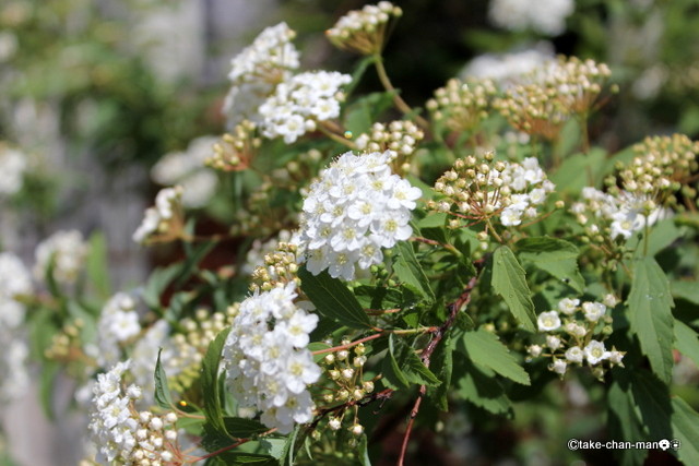 庭の小手毬 コデマリ の花です れお君と庭の花 Fromたけちゃんマン 庭の小手毬 コデマリ の花です れお君と庭の花 Fromたけちゃんマン