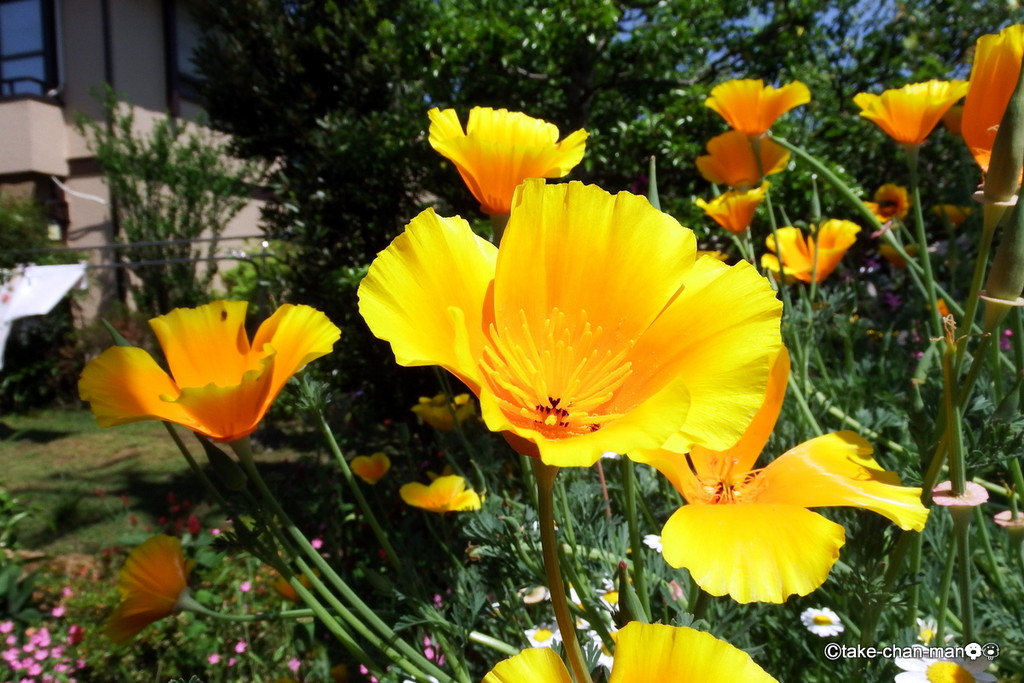 庭の花菱草とれお君の散歩は日蔭を歩こう れお君と庭の花 Fromたけちゃんマン 庭の花菱草とれお君の散歩は日蔭を歩こう れお君と庭の花 Fromたけちゃんマン