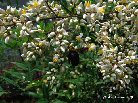 今日はハチと蝶の飛んでいるアニメ特集です れお君と庭の花 Fromたけちゃんマン 今日はハチと蝶の飛んでいるアニメ特集です れお君と庭の花 Fromたけちゃんマン