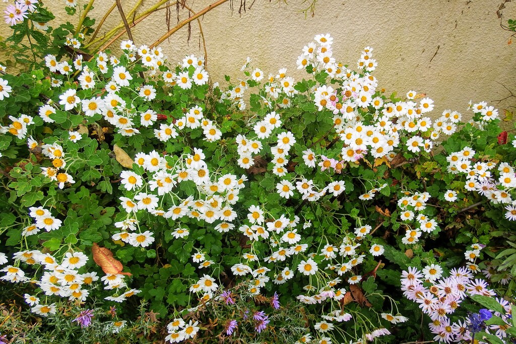 DSCF2198