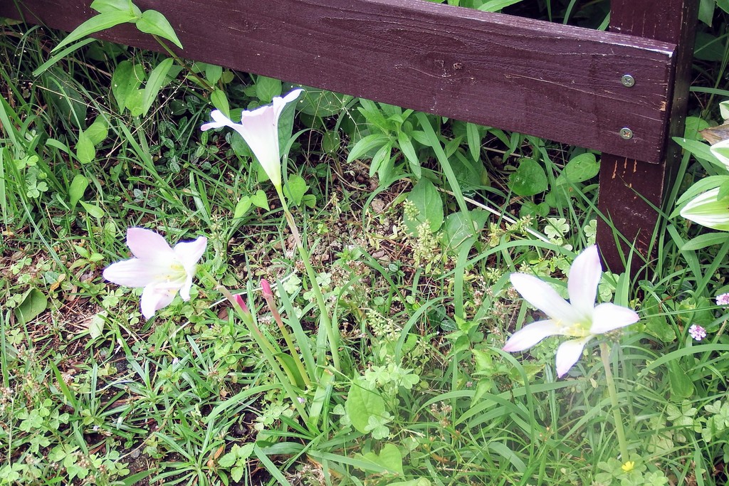 DSCF2256