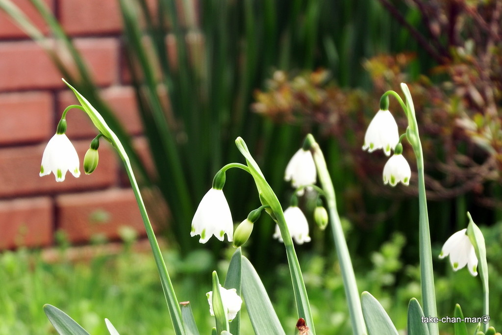 庭の鈴蘭水仙 スノーフレーク の花が咲いています れお君と庭の花 Fromたけちゃんマン