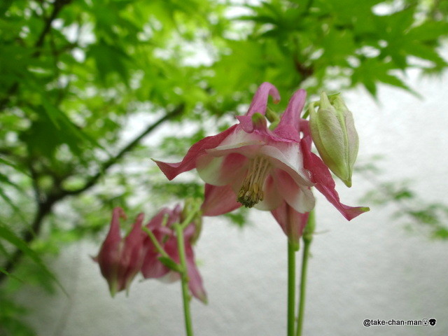 梅が豊作と苧環の花 れお君と庭の花 Fromたけちゃんマン 梅が豊作と苧環の花 れお君と庭の花 Fromたけちゃんマン