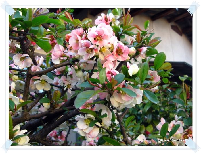 ボケの花 れお君と庭の花 Fromたけちゃんマン