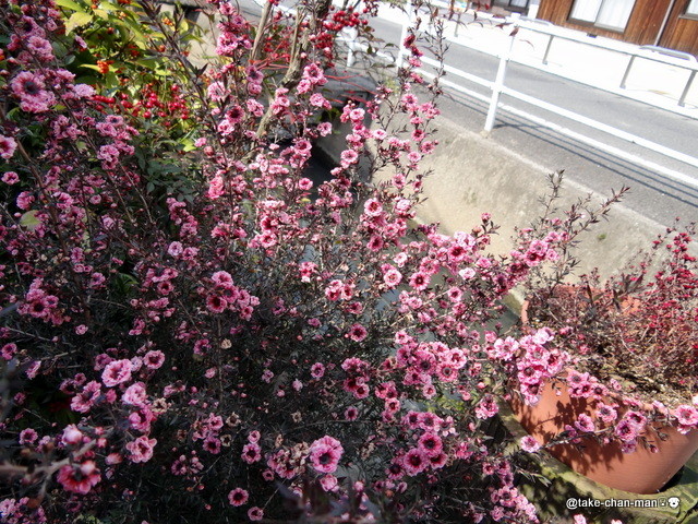 御柳梅 ギョリュウバイ の花 れお君と庭の花 Fromたけちゃんマン