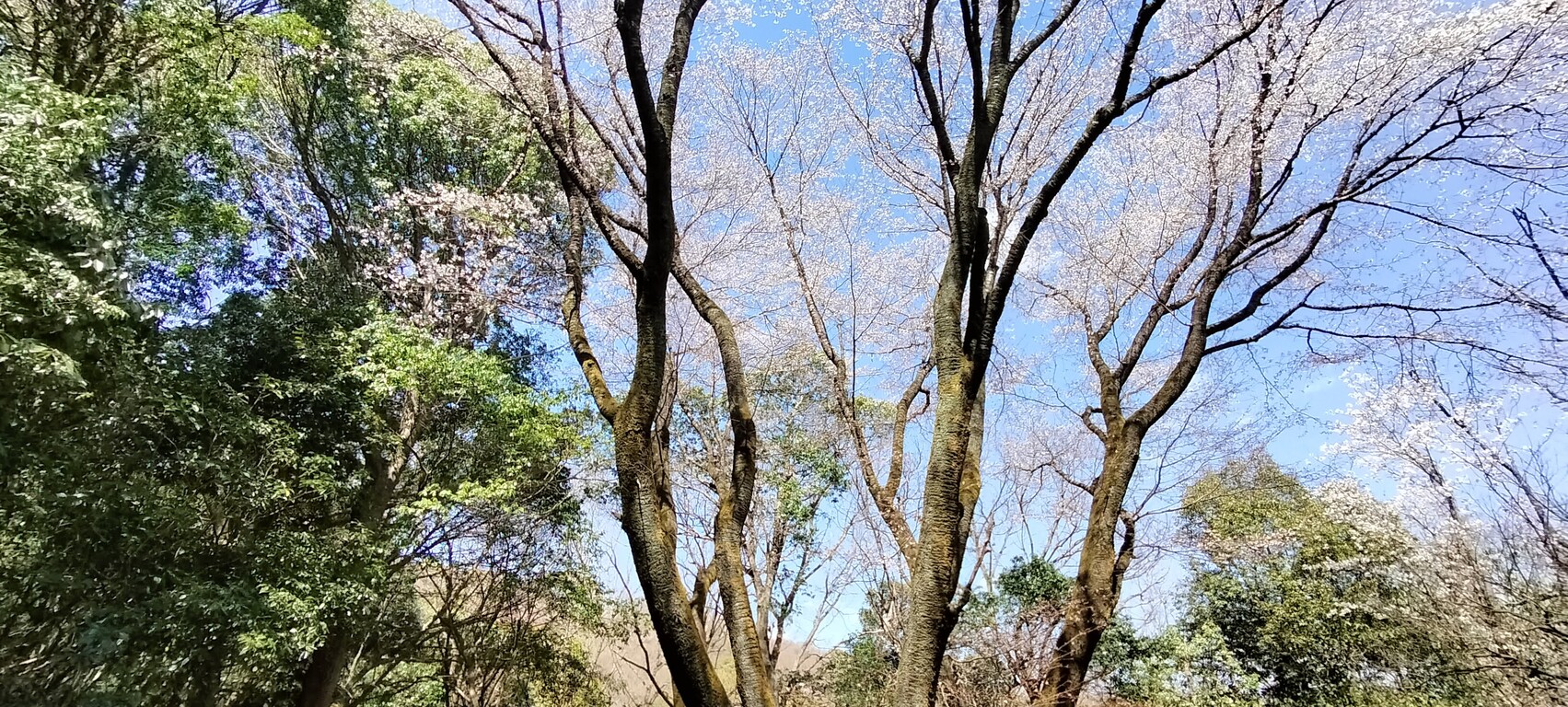 IMG20230328115426
