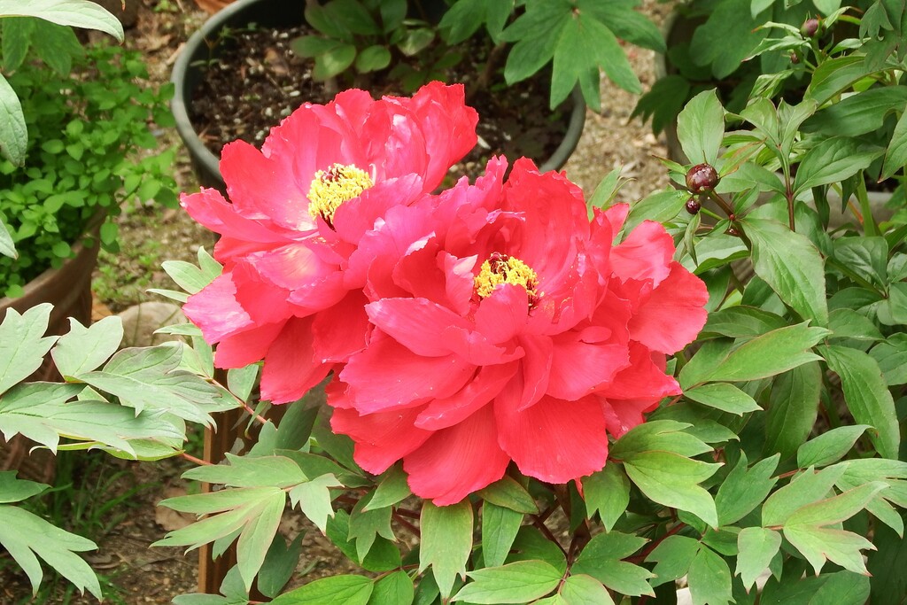 DSCF8574