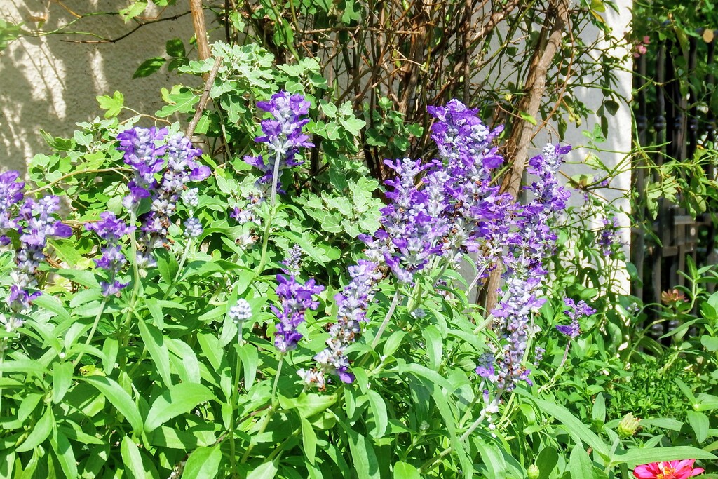 玄関前花壇のブルーサルビアの花です れお君と庭の花 Fromたけちゃんマン