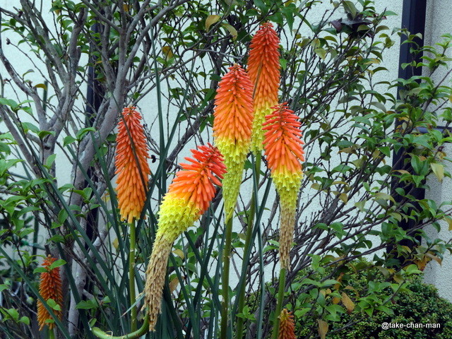 トリトマを見つけました れお君と庭の花 Fromたけちゃんマン トリトマを見つけました れお君と庭の花 Fromたけちゃんマン