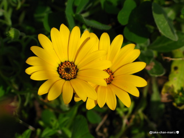 庭に咲いているディモルフォセカ れお君と庭の花 Fromたけちゃんマン