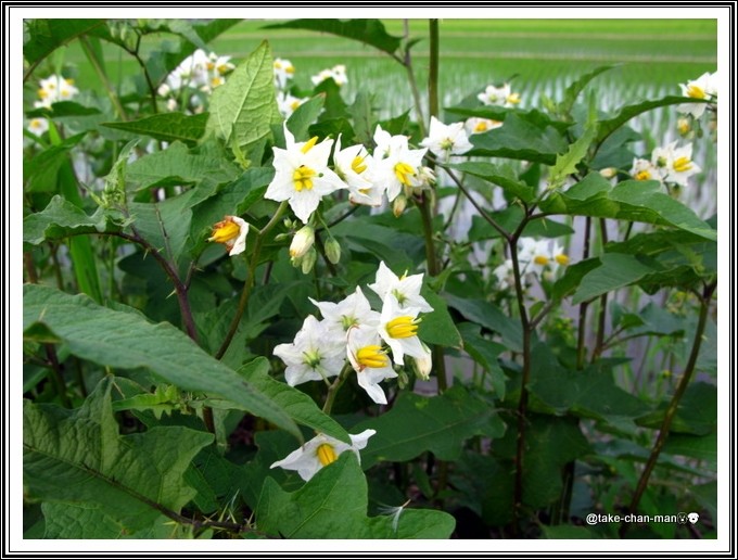 悪茄子 わるなすび が咲きました れお君と庭の花 Fromたけちゃんマン