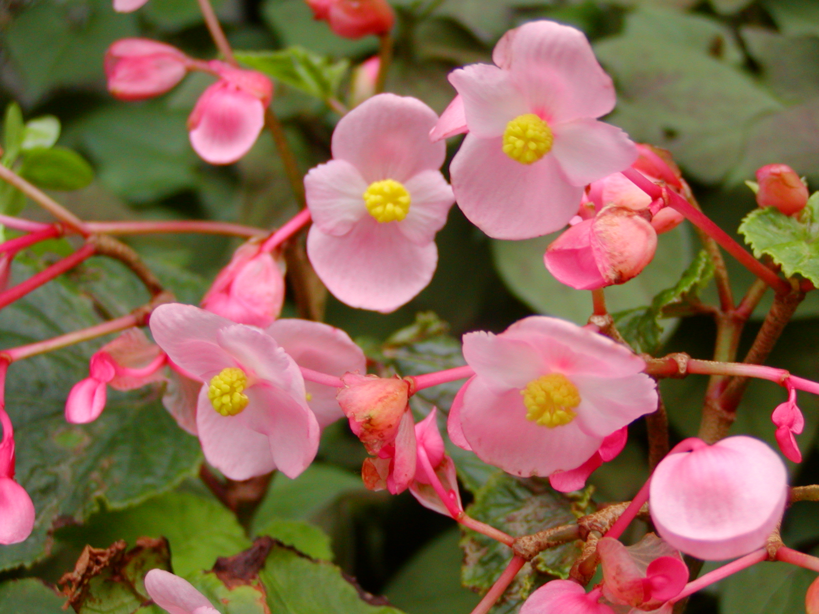 シュウカイドウ れお君と庭の花 Fromたけちゃんマン