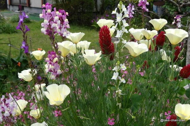 庭で花菱草が咲いていました れお君と庭の花 Fromたけちゃんマン 庭で花菱草が咲いていました れお君と庭の花 Fromたけちゃんマン