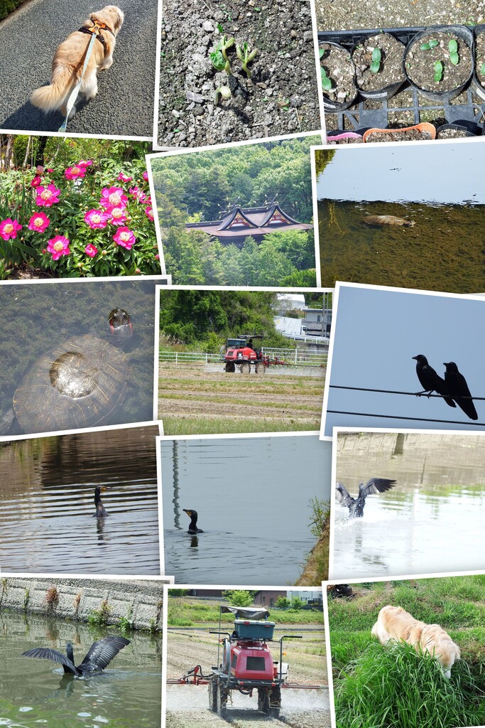 20210510DSCF9586-COLLAGE