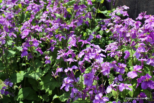 庭の紫花菜の花です れお君と庭の花 Fromたけちゃんマン