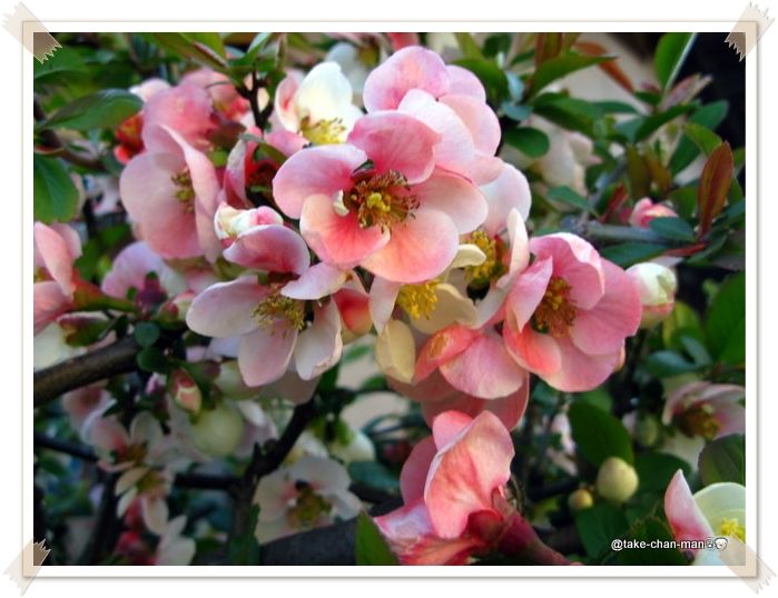 ボケの花 れお君と庭の花 Fromたけちゃんマン