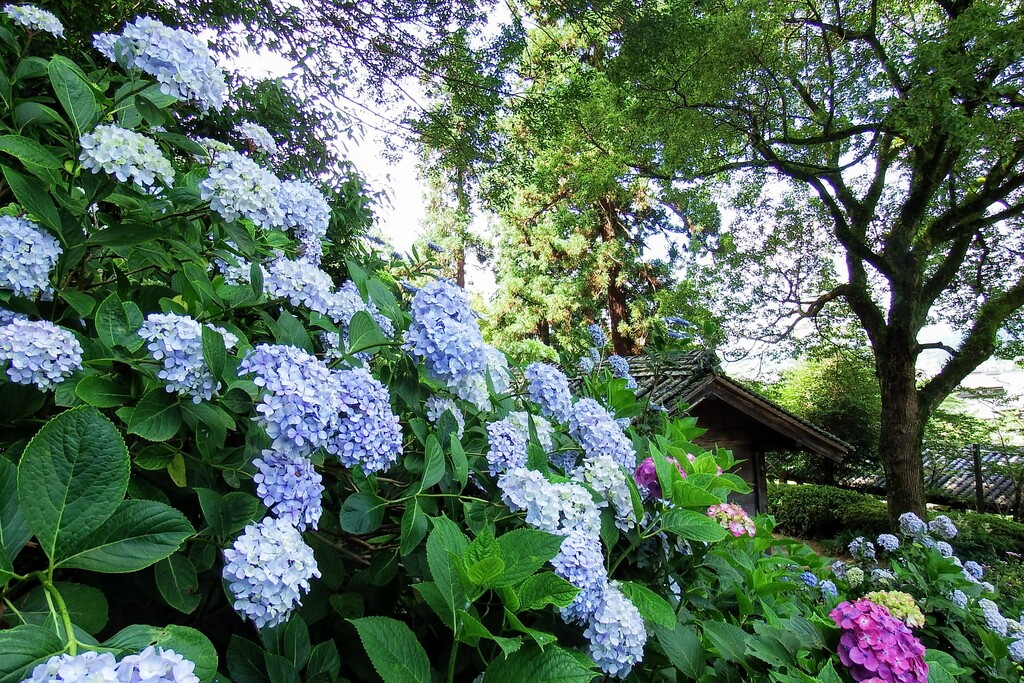 吉備津神社の紫陽花です れお君と庭の花 Fromたけちゃんマン 吉備津神社の紫陽花です れお君と庭の花 Fromたけちゃんマン