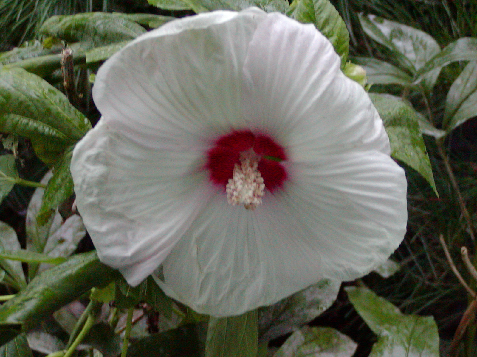 アメリカ芙蓉 れお君と庭の花 Fromたけちゃんマン