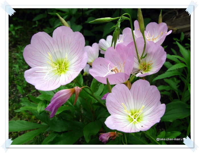庭の昼咲き月見草の花 れお君と庭の花 Fromたけちゃんマン