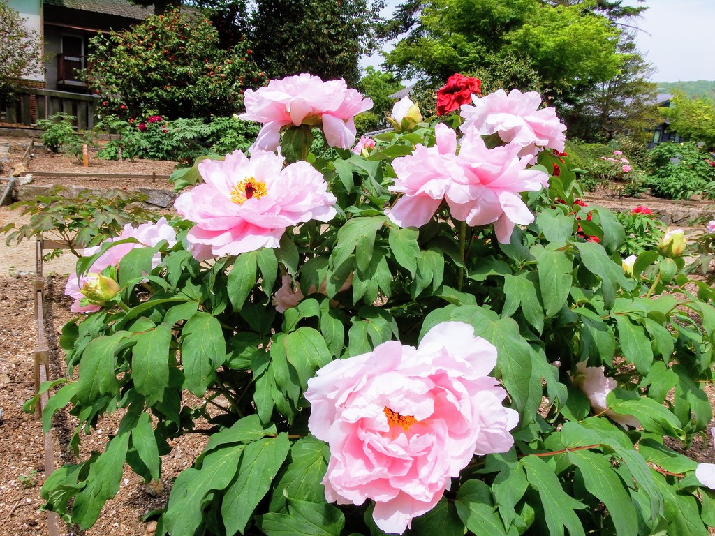 吉備津神社のボタンです れお君と庭の花 Fromたけちゃんマン