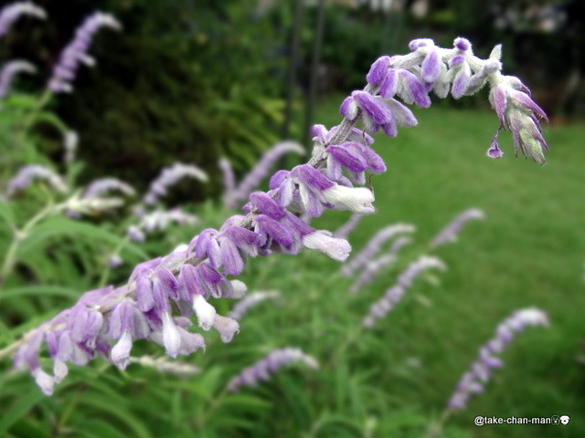 庭のアメジストセージ メキシカンブッシュセージ が咲きました れお君と庭の花 Fromたけちゃんマン