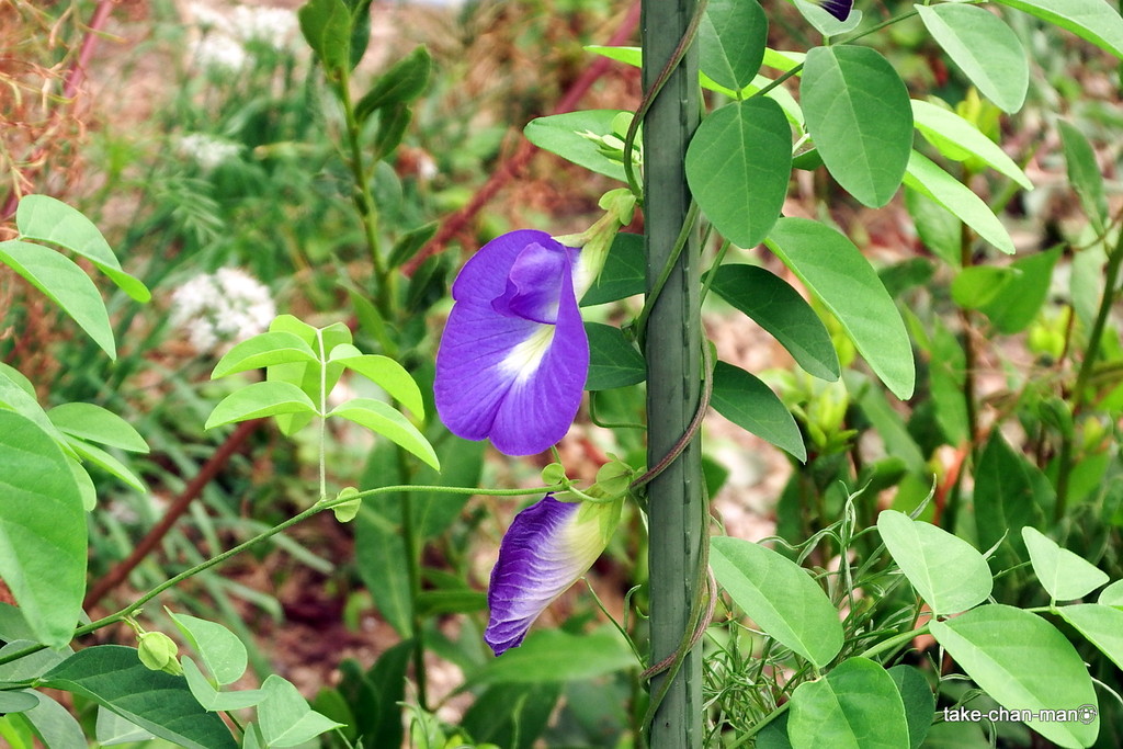 なんとなくエッチな姿の蝶豆 クリトリア が咲いています れお君と庭の花 Fromたけちゃんマン