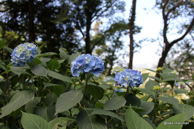 吉備津神社の紫陽花です れお君と庭の花 Fromたけちゃんマン