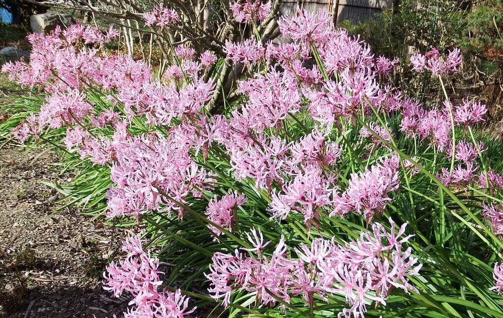 真冬に咲く花ネリネが咲いています れお君と庭の花 Fromたけちゃんマン