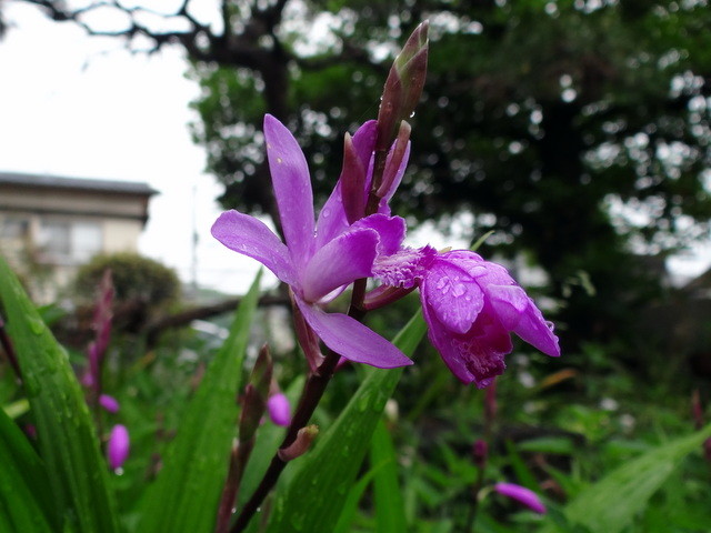 紫の花 紫蘭とアジュガの花 れお君と庭の花 Fromたけちゃんマン