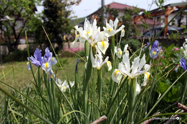 庭のダッチアイリス れお君と庭の花 Fromたけちゃんマン 庭のダッチアイリス れお君と庭の花 Fromたけちゃんマン