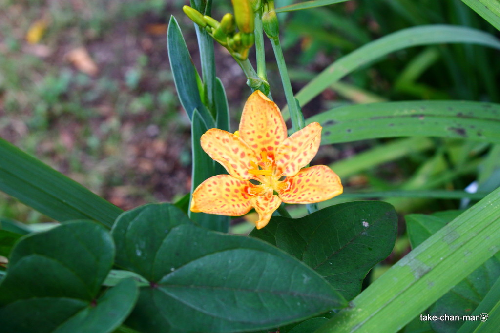 庭で檜扇の花が咲いています れお君と庭の花 Fromたけちゃんマン 庭で檜扇の花が咲いています れお君と庭の花 Fromたけちゃんマン