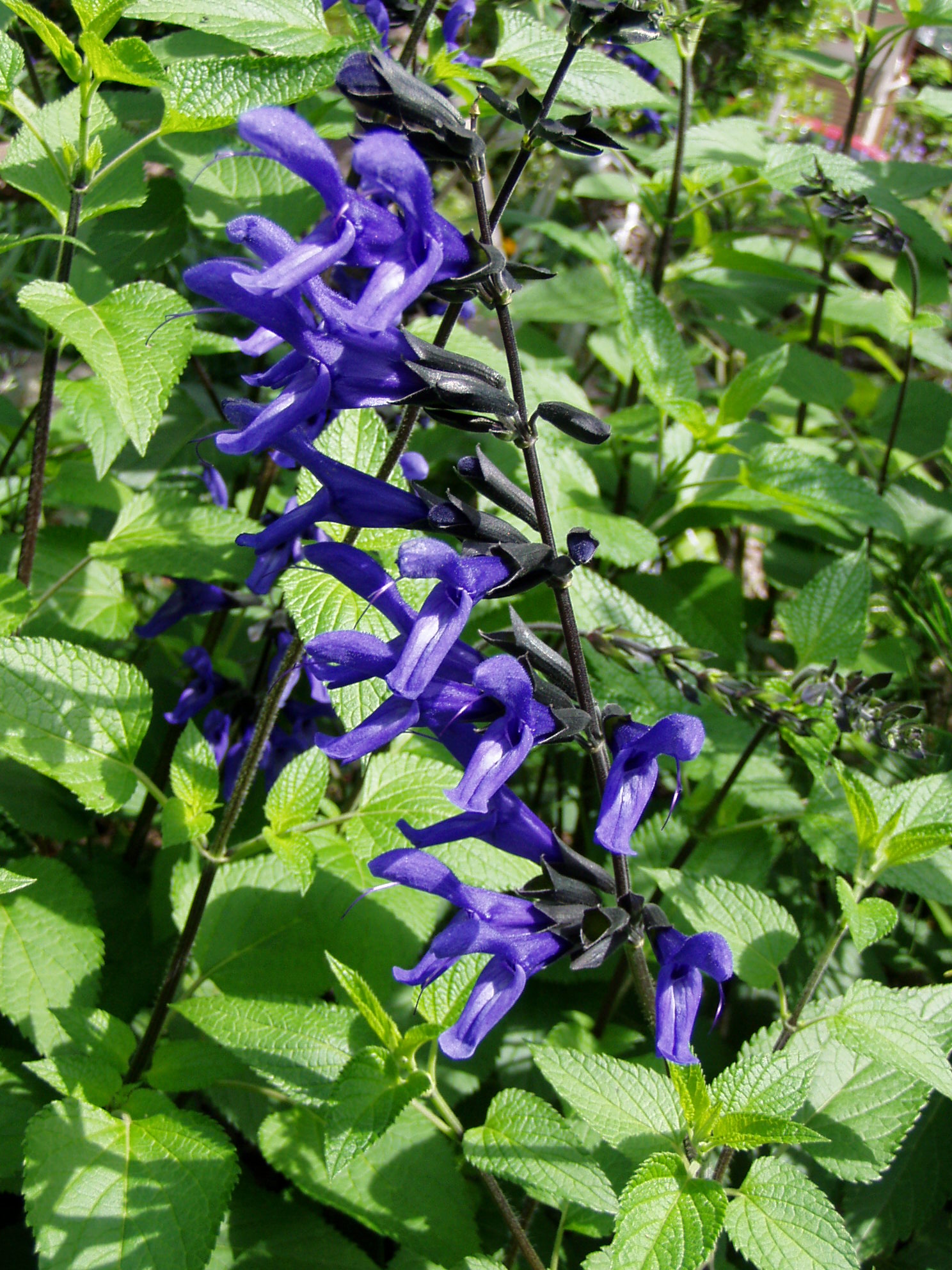 メドウセイジ れお君と庭の花 Fromたけちゃんマン