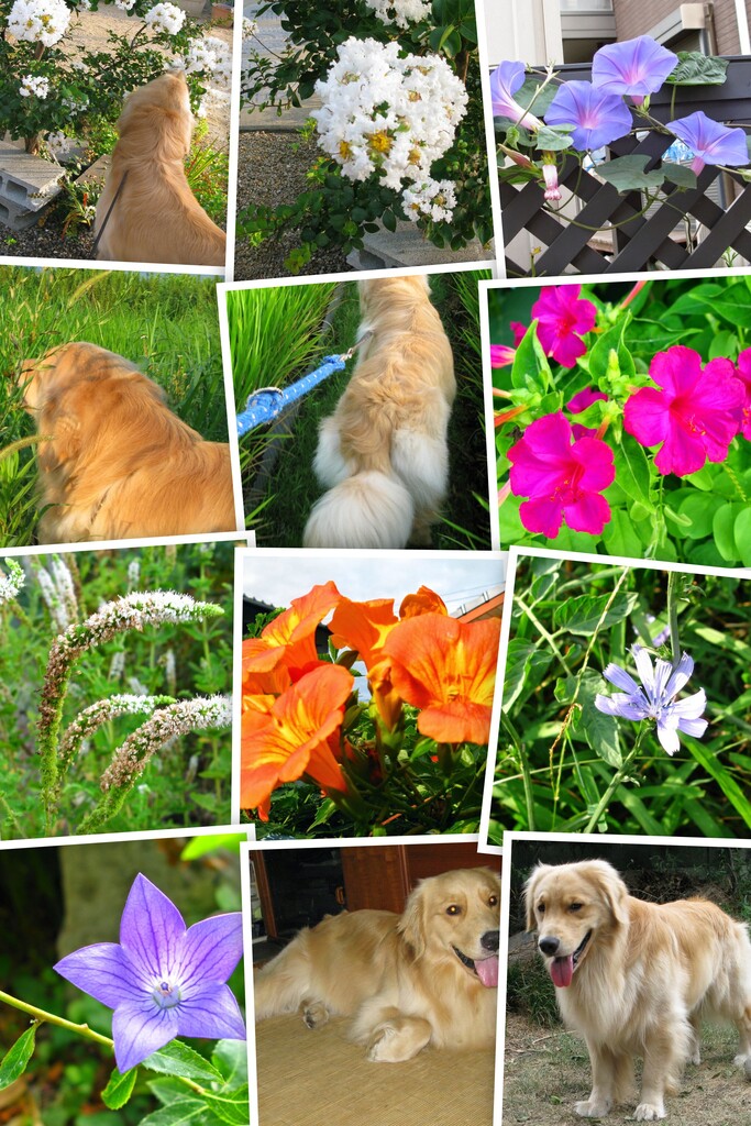 20080817IMG_2657-COLLAGE