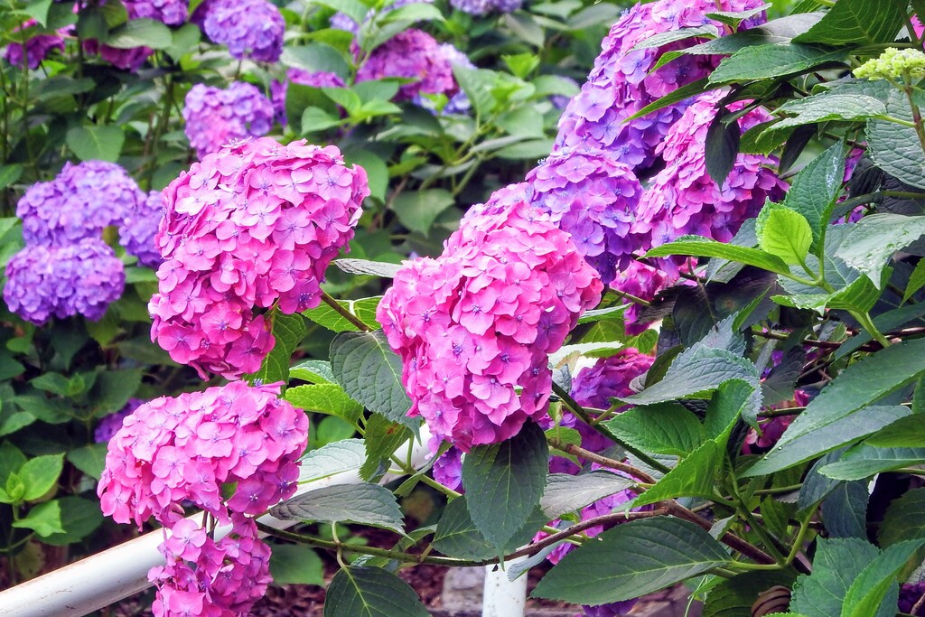 吉備津神社の紫陽花です れお君と庭の花 Fromたけちゃんマン 吉備津神社の紫陽花です れお君と庭の花 Fromたけちゃんマン