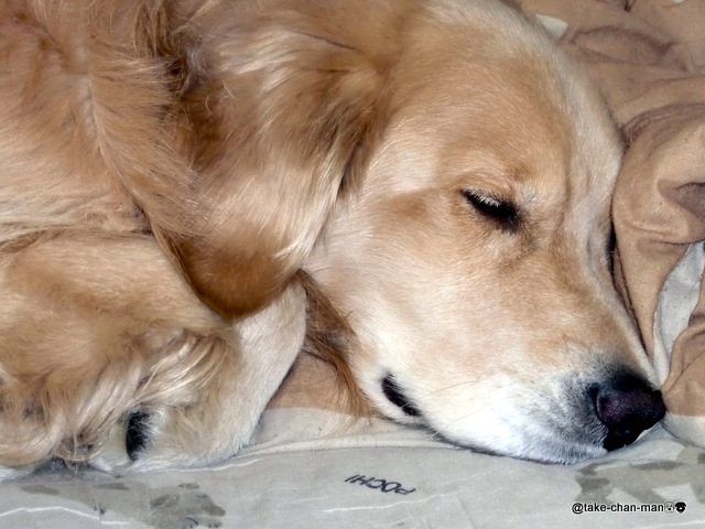 れお君の寝顔 れお君と庭の花 Fromたけちゃんマン
