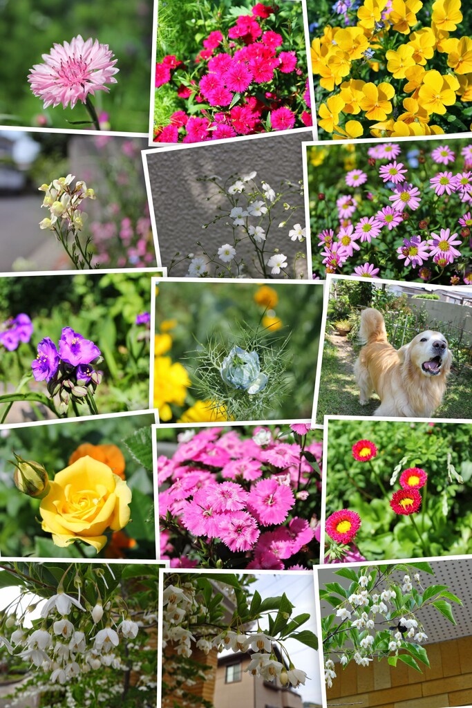 20130518IMG_3293-COLLAGE