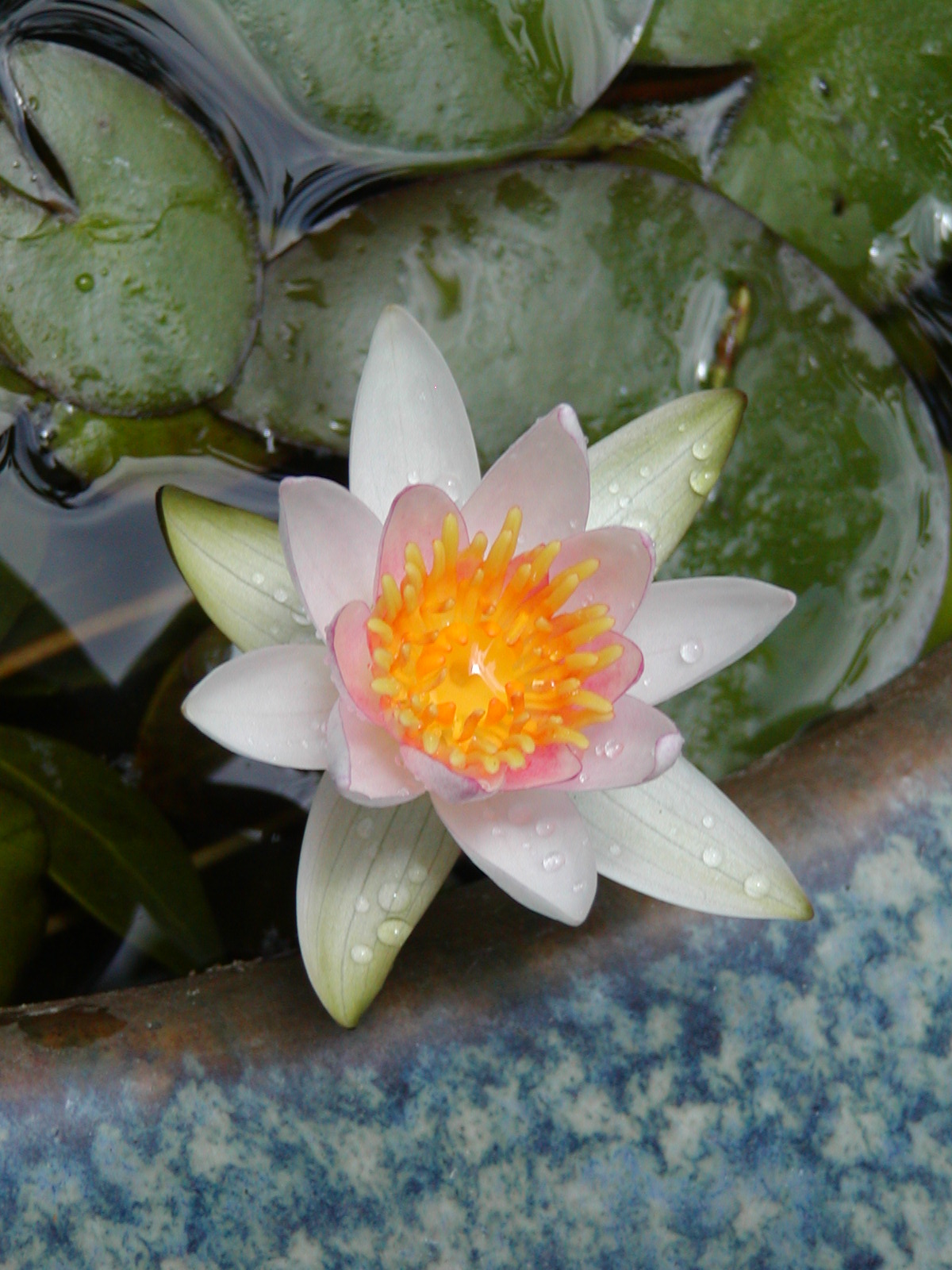 睡蓮 れお君と庭の花 Fromたけちゃんマン