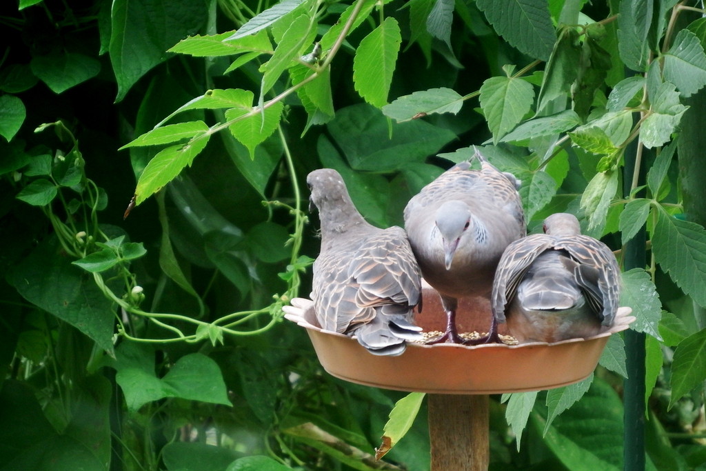 庭に餌台に鳩の親子がやって来ます れお君と庭の花 Fromたけちゃんマン