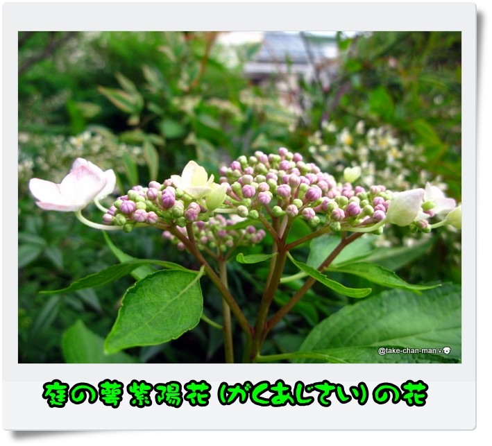 庭の紫陽花 あじさい の花 れお君と庭の花 Fromたけちゃんマン 庭の紫陽花 あじさい の花 れお君と庭の花 Fromたけちゃんマン