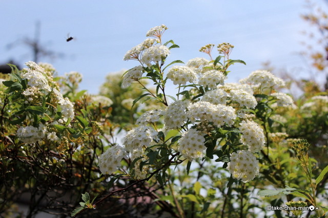 庭の小手毬 コデマリ の花です れお君と庭の花 Fromたけちゃんマン