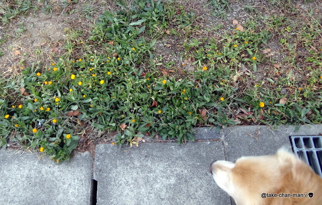 冬知らず 寒咲きカレンデュラ の花です れお君と庭の花 Fromたけちゃんマン