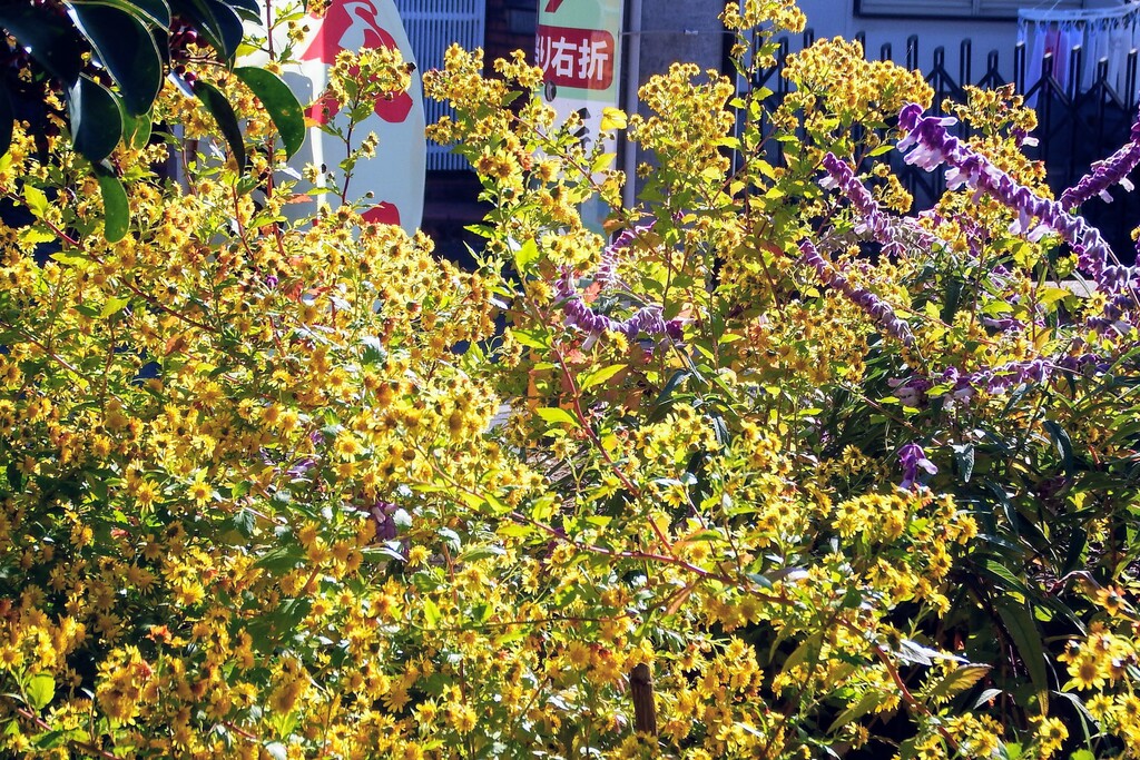 DSCF1991