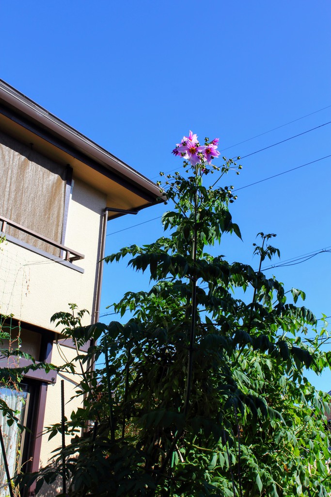 皇帝ダリアが開花しました れお君と庭の花 Fromたけちゃんマン