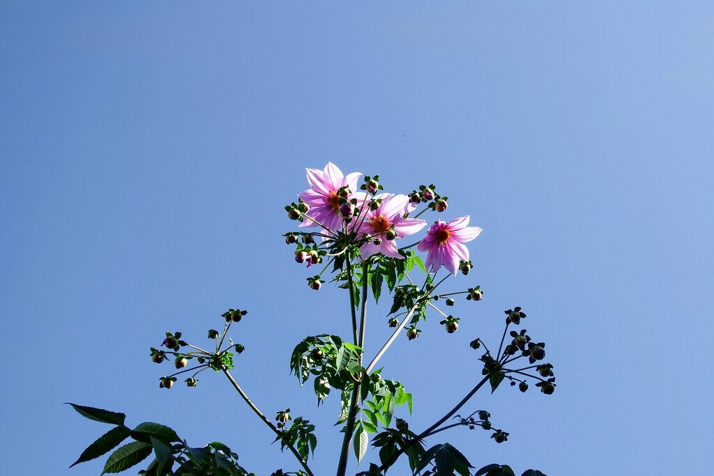 DSCF5112
