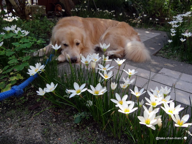 れお君と玉簾 たますだれ れお君と庭の花 Fromたけちゃんマン